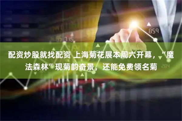 配资炒股就找配资 上海菊花展本周六开幕，“魔法森林”现菊韵奇景，还能免费领名菊